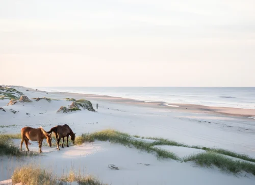 Offers 15 Two horses on the beach dunes near The Sanderling Hotel.